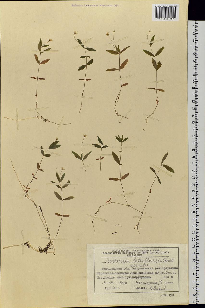 Moehringia lateriflora (L.) Fenzl, Siberia, Chukotka & Kamchatka (S7) (Russia)