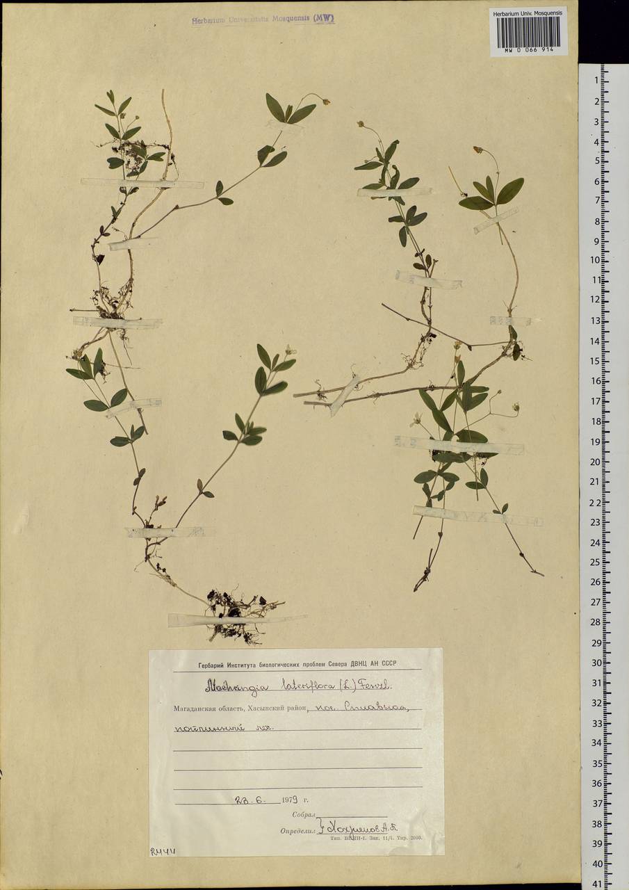 Moehringia lateriflora (L.) Fenzl, Siberia, Chukotka & Kamchatka (S7) (Russia)