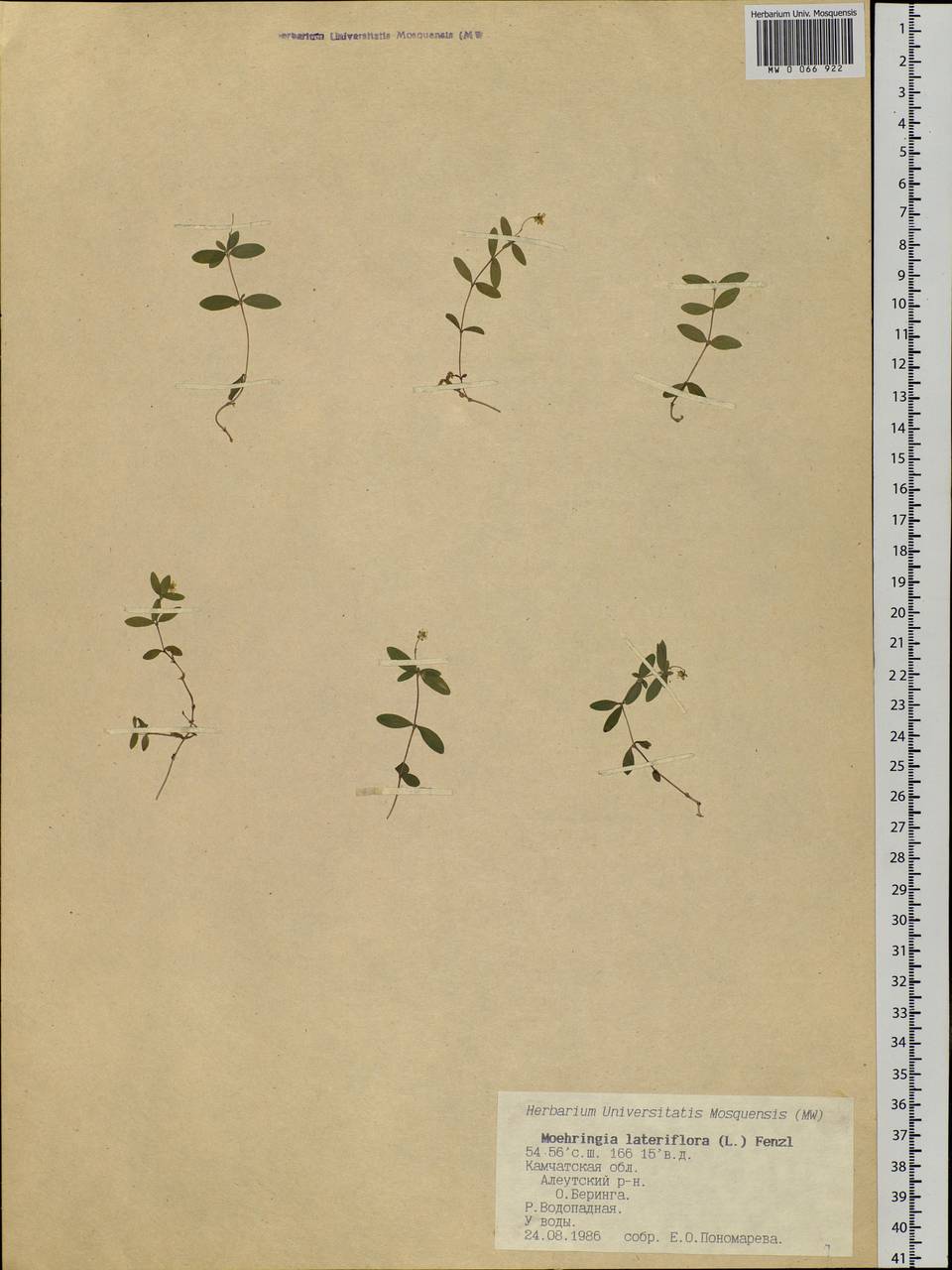 Moehringia lateriflora (L.) Fenzl, Siberia, Chukotka & Kamchatka (S7) (Russia)
