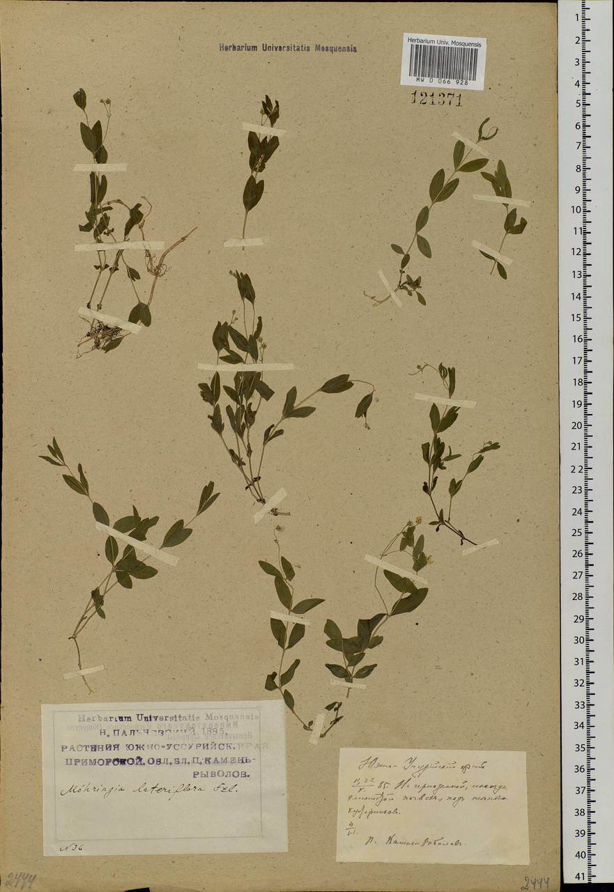 Moehringia lateriflora (L.) Fenzl, Siberia, Russian Far East (S6) (Russia)