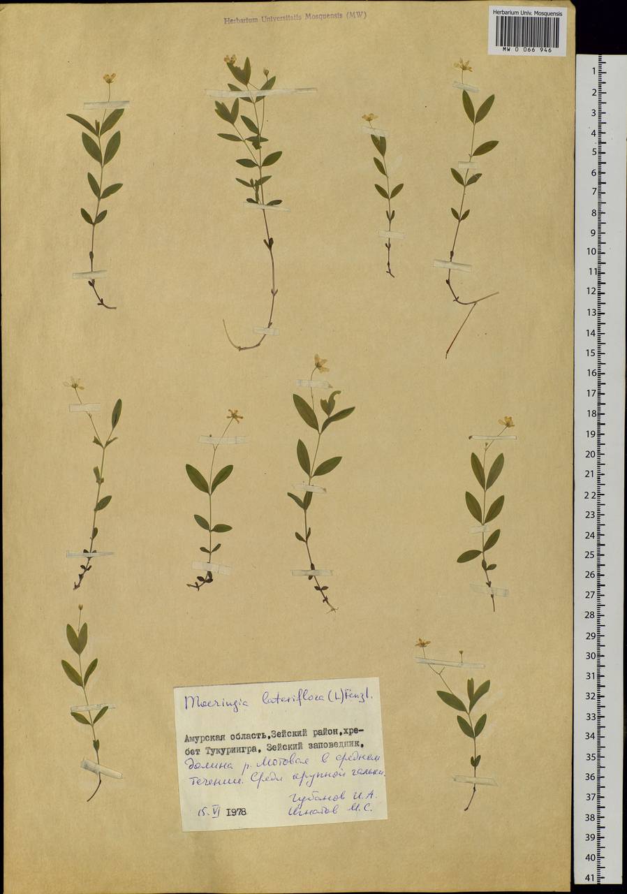 Moehringia lateriflora (L.) Fenzl, Siberia, Russian Far East (S6) (Russia)