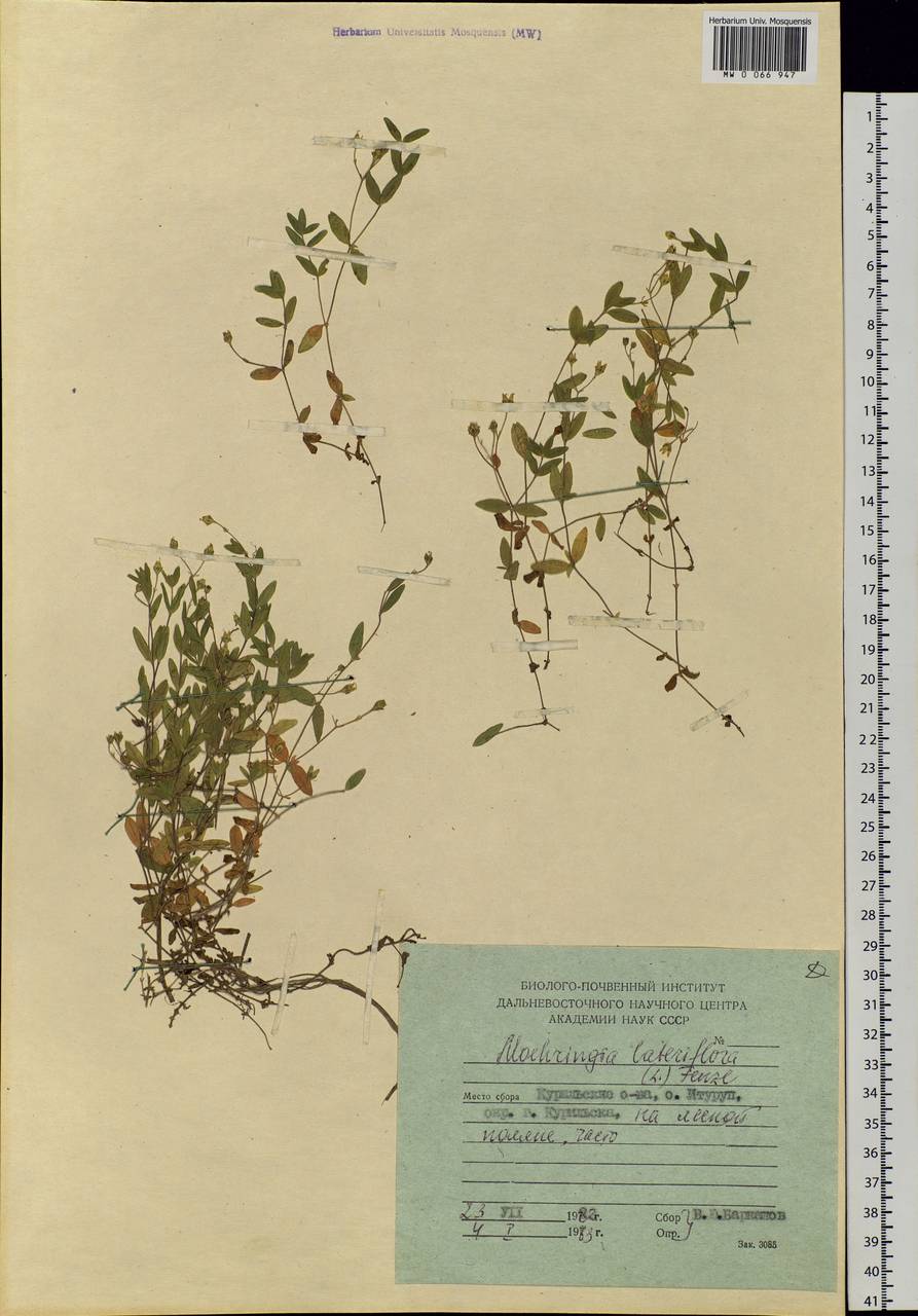 Moehringia lateriflora (L.) Fenzl, Siberia, Russian Far East (S6) (Russia)