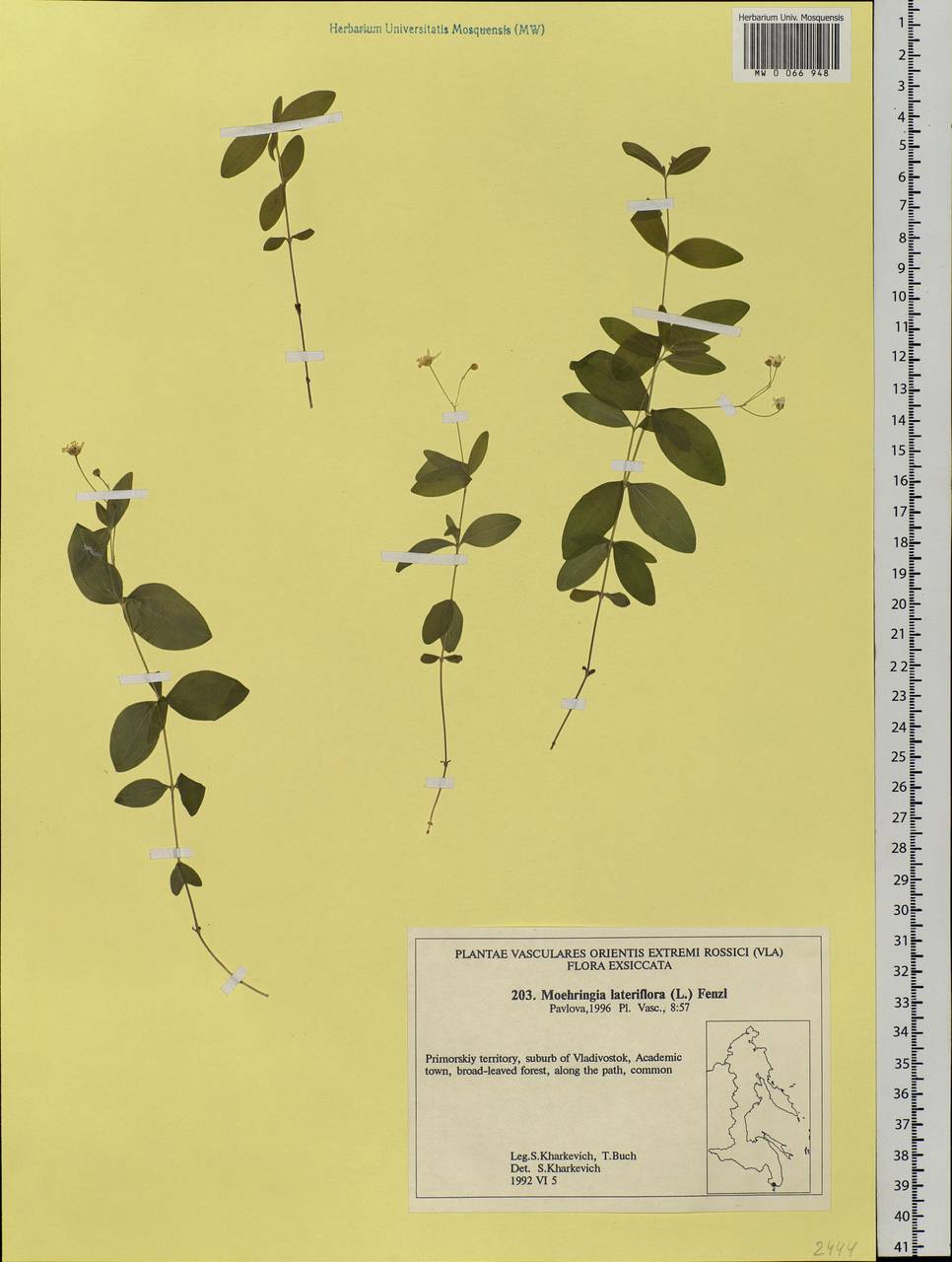 Moehringia lateriflora (L.) Fenzl, Siberia, Russian Far East (S6) (Russia)