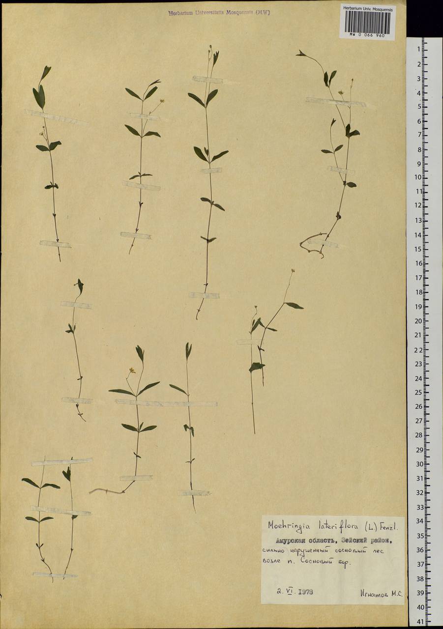 Moehringia lateriflora (L.) Fenzl, Siberia, Russian Far East (S6) (Russia)