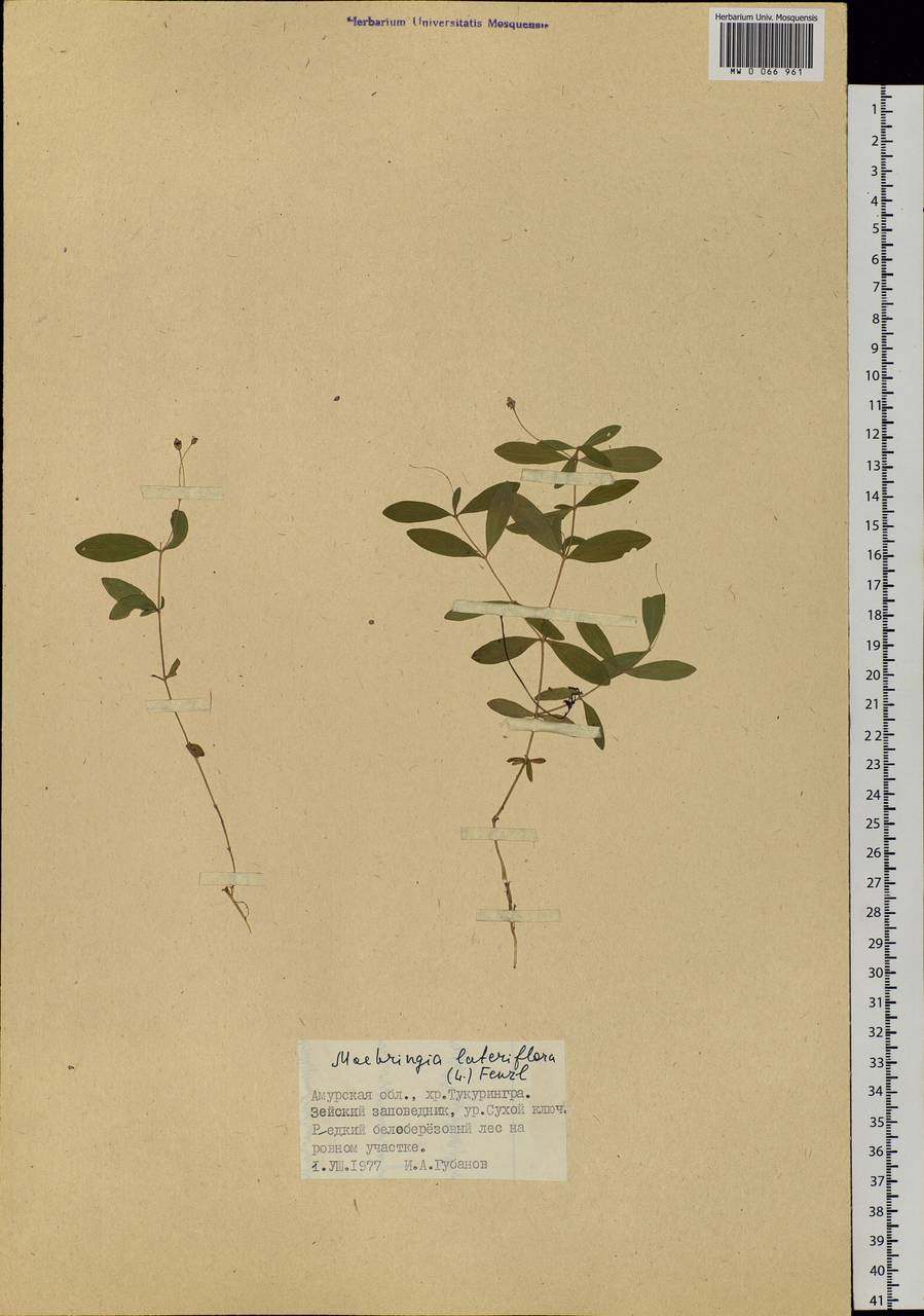 Moehringia lateriflora (L.) Fenzl, Siberia, Russian Far East (S6) (Russia)