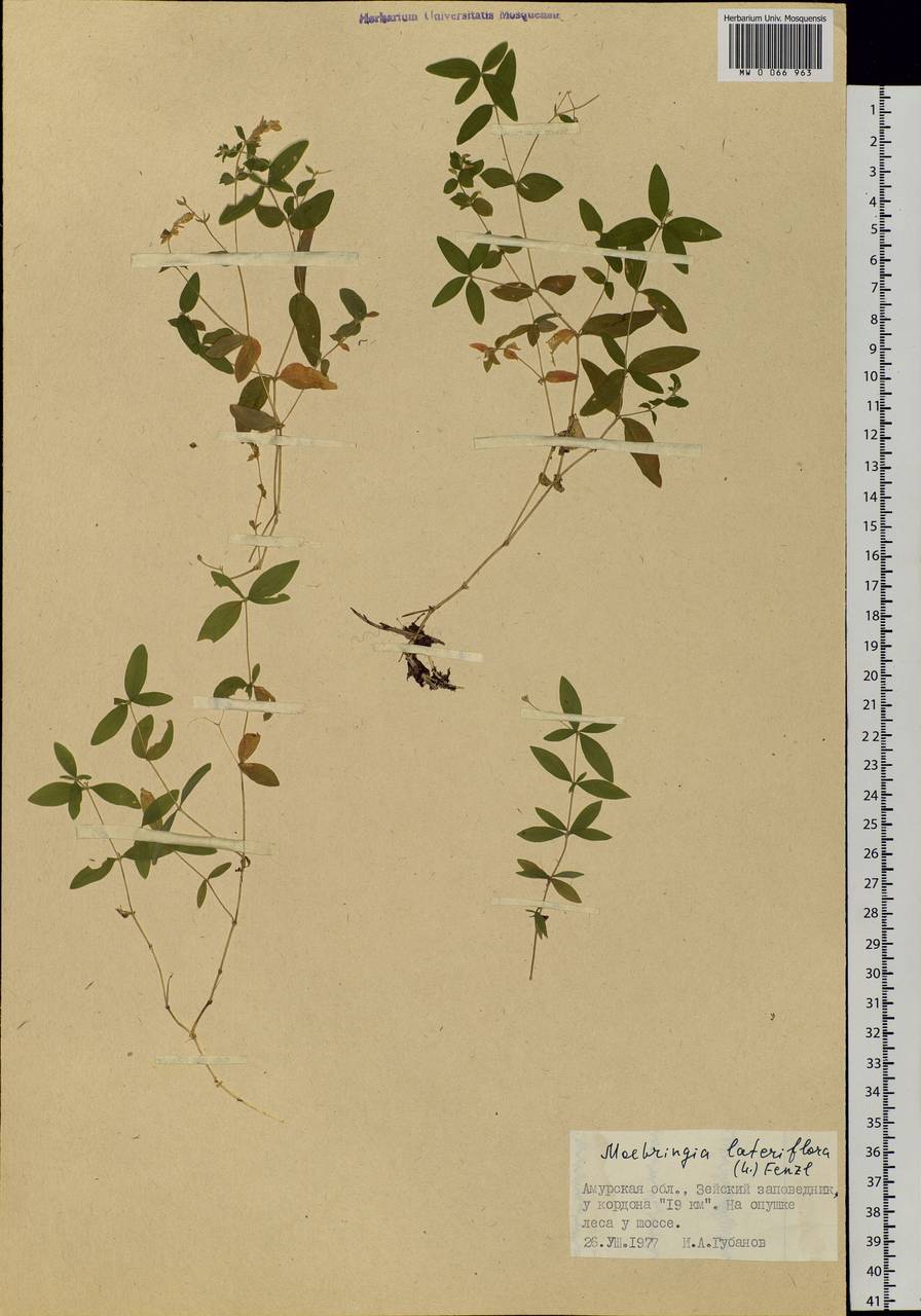Moehringia lateriflora (L.) Fenzl, Siberia, Russian Far East (S6) (Russia)
