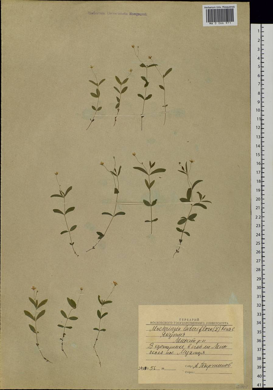 Moehringia lateriflora (L.) Fenzl, Siberia, Yakutia (S5) (Russia)