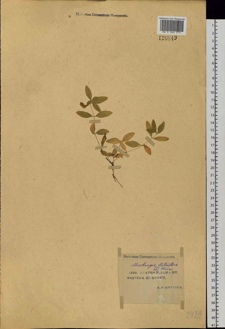 Moehringia lateriflora (L.) Fenzl, Siberia, Yakutia (S5) (Russia)