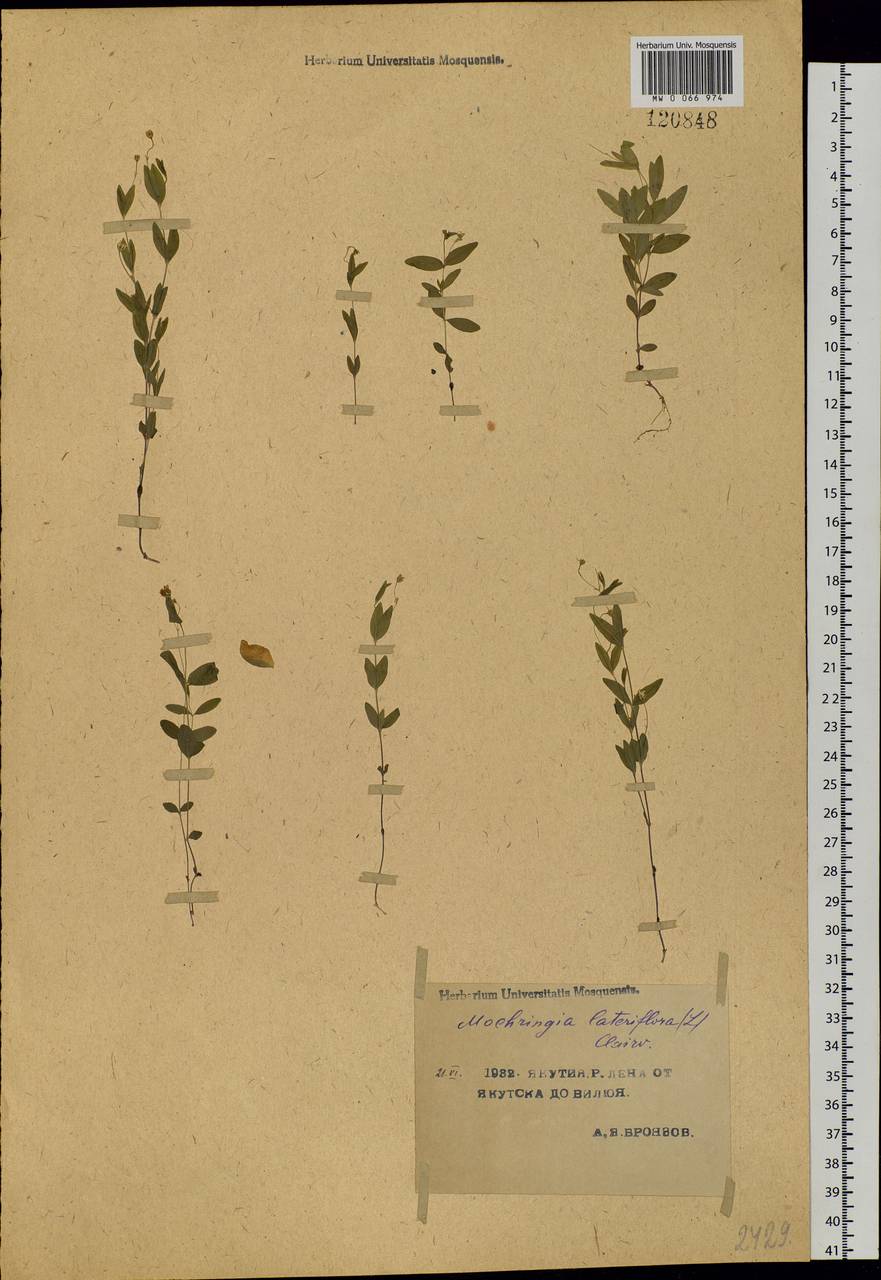 Moehringia lateriflora (L.) Fenzl, Siberia, Yakutia (S5) (Russia)