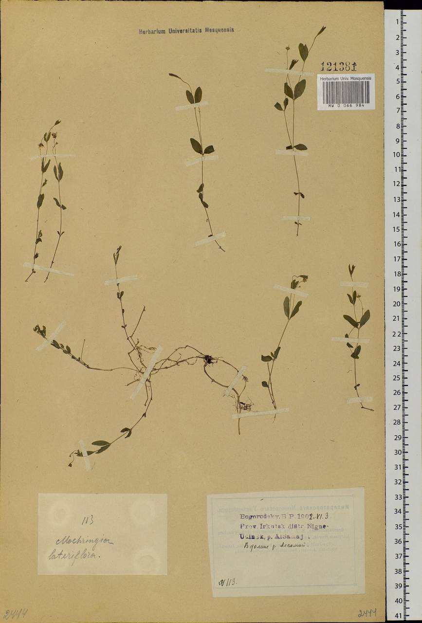 Moehringia lateriflora (L.) Fenzl, Siberia, Baikal & Transbaikal region (S4) (Russia)