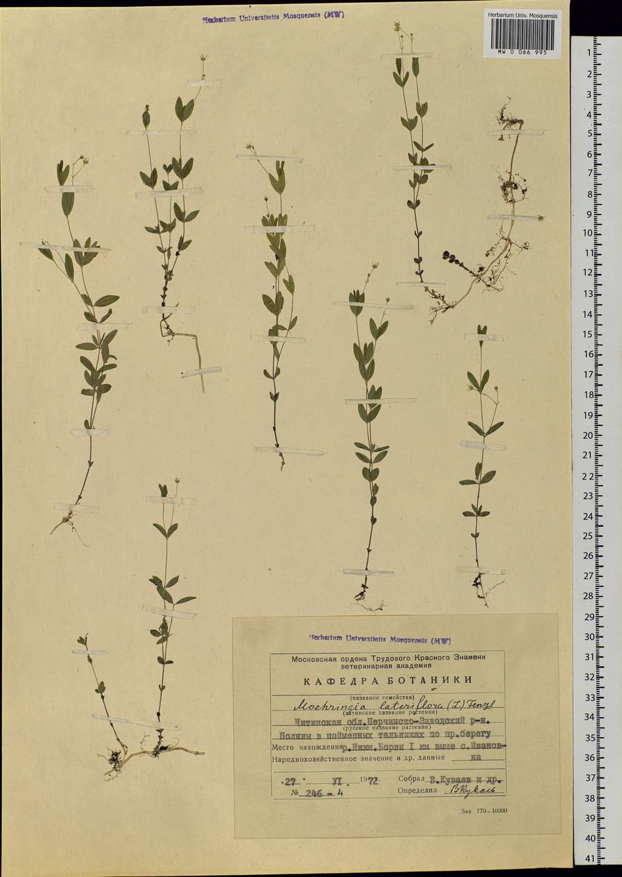Moehringia lateriflora (L.) Fenzl, Siberia, Baikal & Transbaikal region (S4) (Russia)