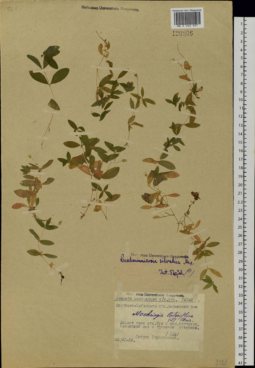 Moehringia lateriflora (L.) Fenzl, Siberia, Baikal & Transbaikal region (S4) (Russia)