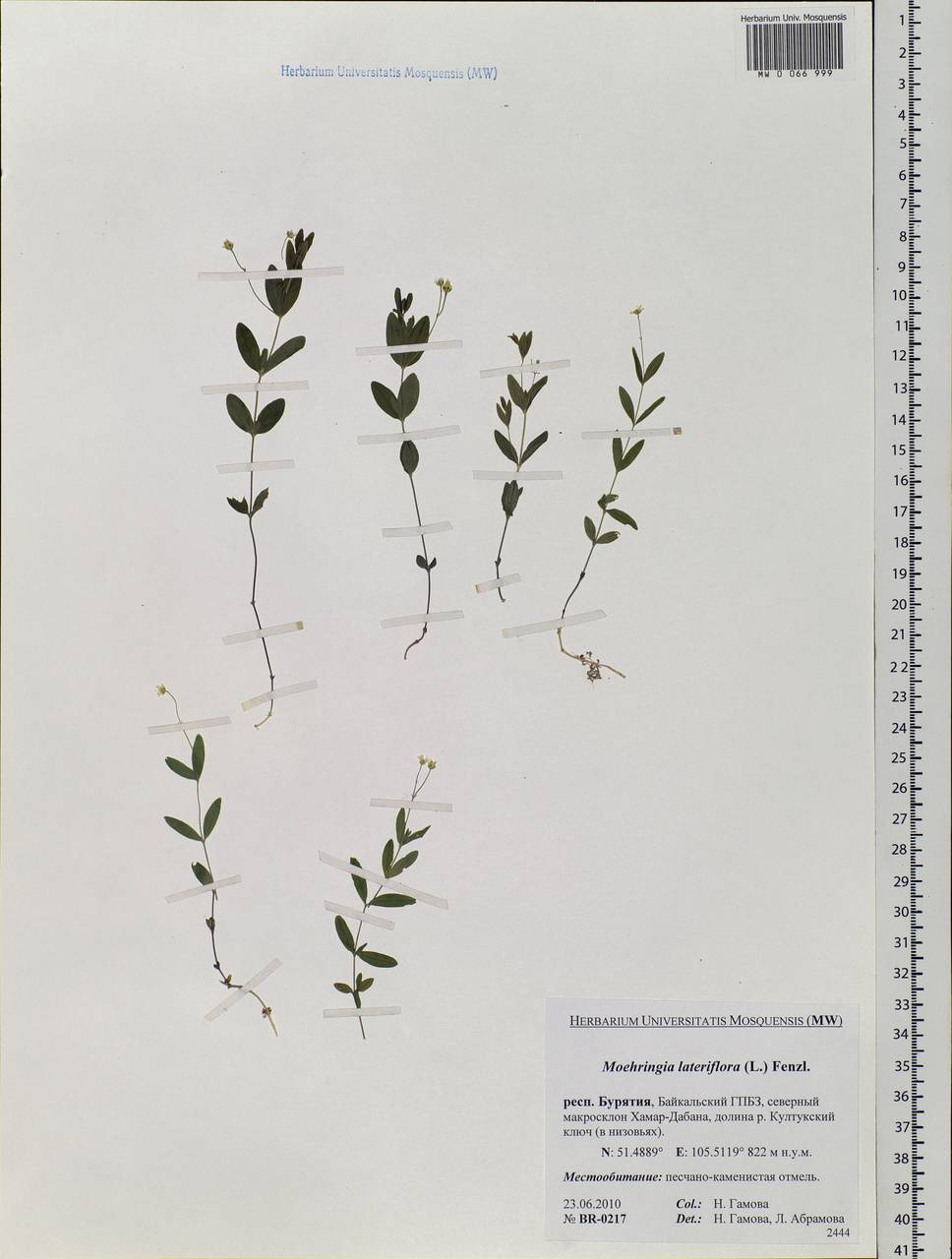 Moehringia lateriflora (L.) Fenzl, Siberia, Baikal & Transbaikal region (S4) (Russia)