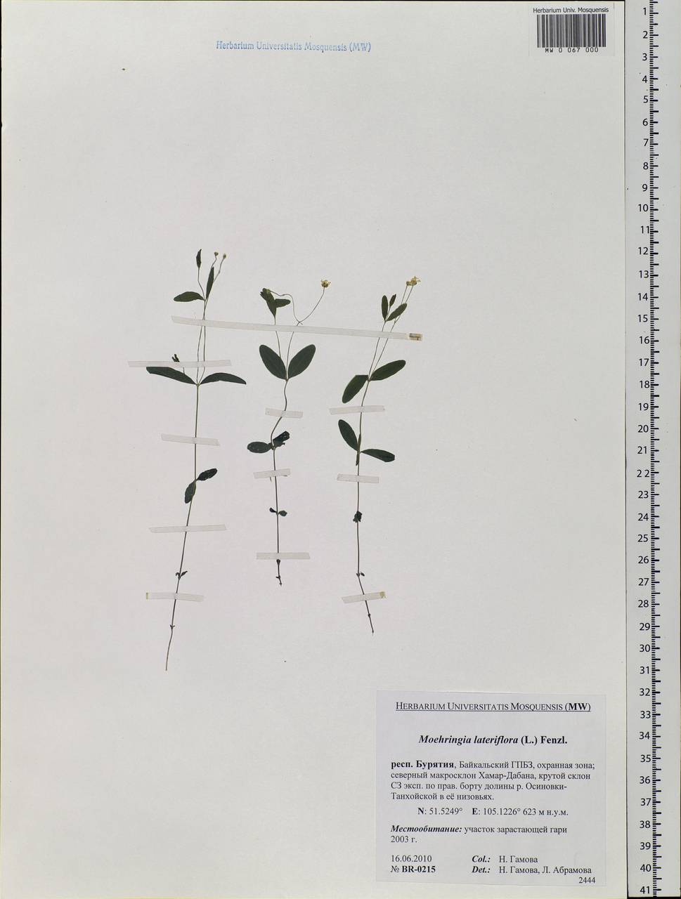 Moehringia lateriflora (L.) Fenzl, Siberia, Baikal & Transbaikal region (S4) (Russia)