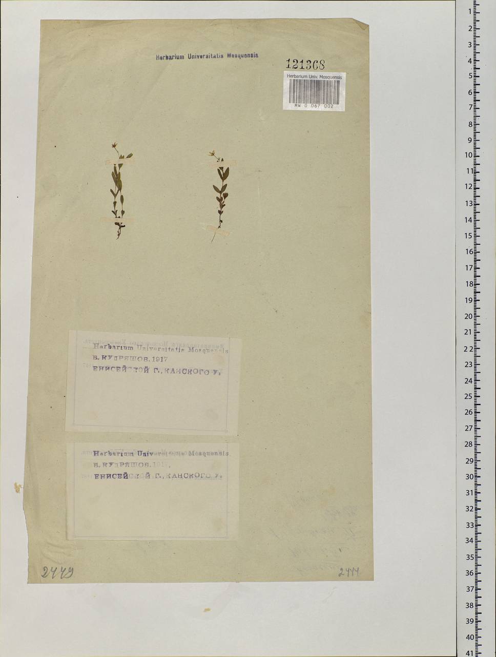 Moehringia lateriflora (L.) Fenzl, Siberia, Central Siberia (S3) (Russia)