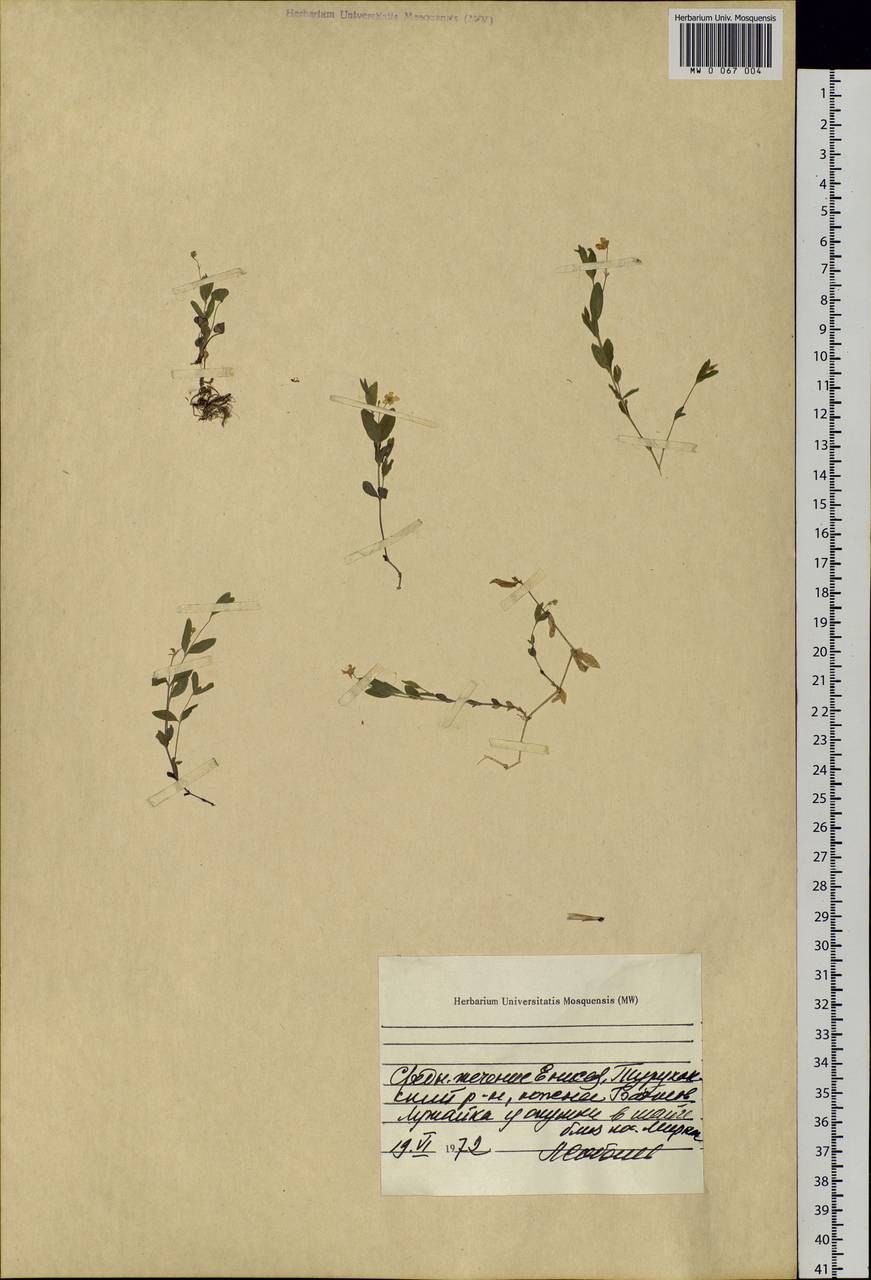 Moehringia lateriflora (L.) Fenzl, Siberia, Central Siberia (S3) (Russia)