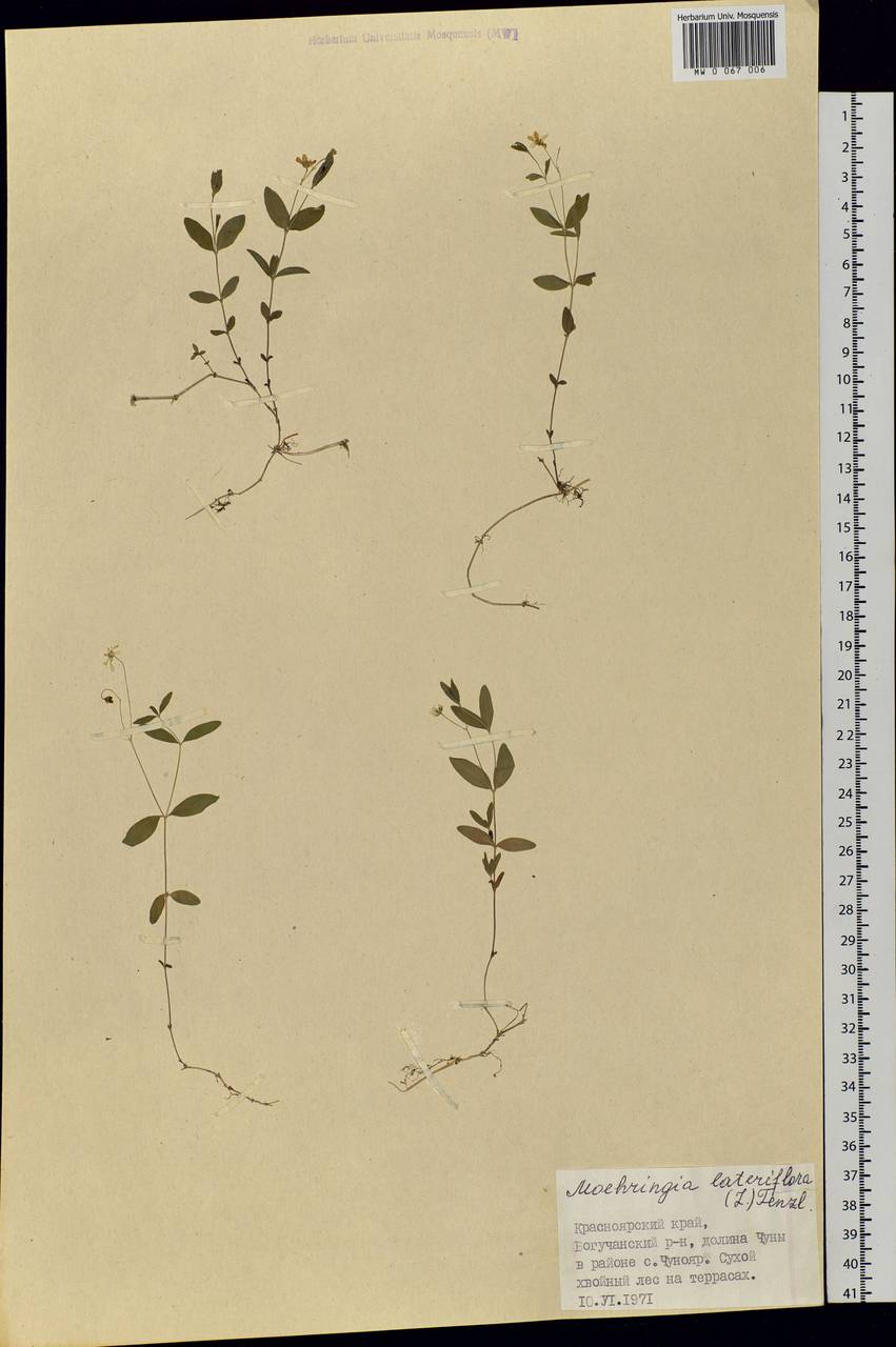 Moehringia lateriflora (L.) Fenzl, Siberia, Central Siberia (S3) (Russia)