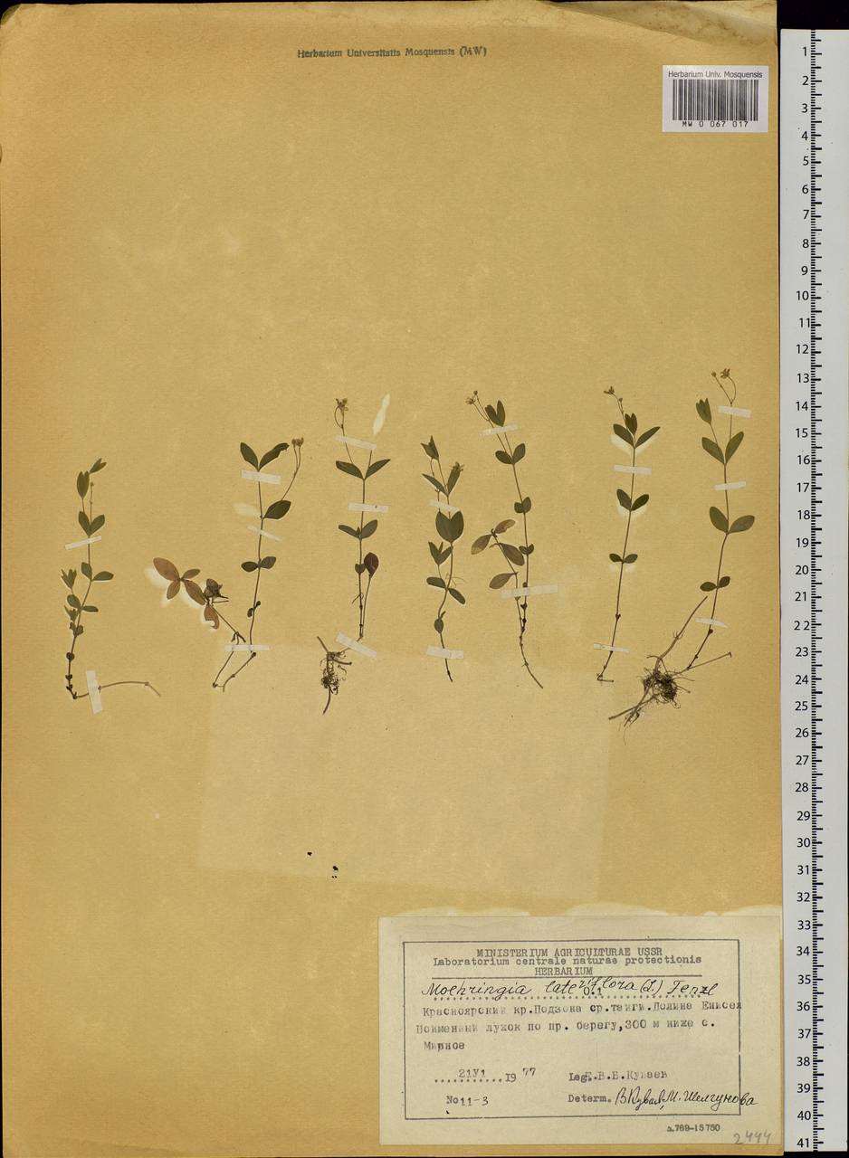 Moehringia lateriflora (L.) Fenzl, Siberia, Central Siberia (S3) (Russia)