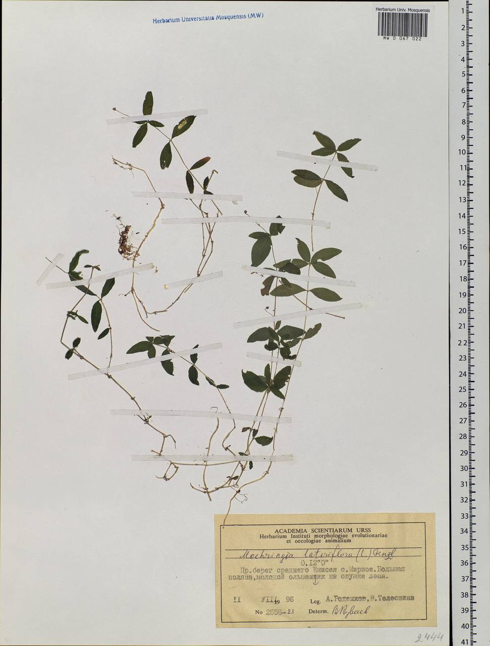 Moehringia lateriflora (L.) Fenzl, Siberia, Central Siberia (S3) (Russia)