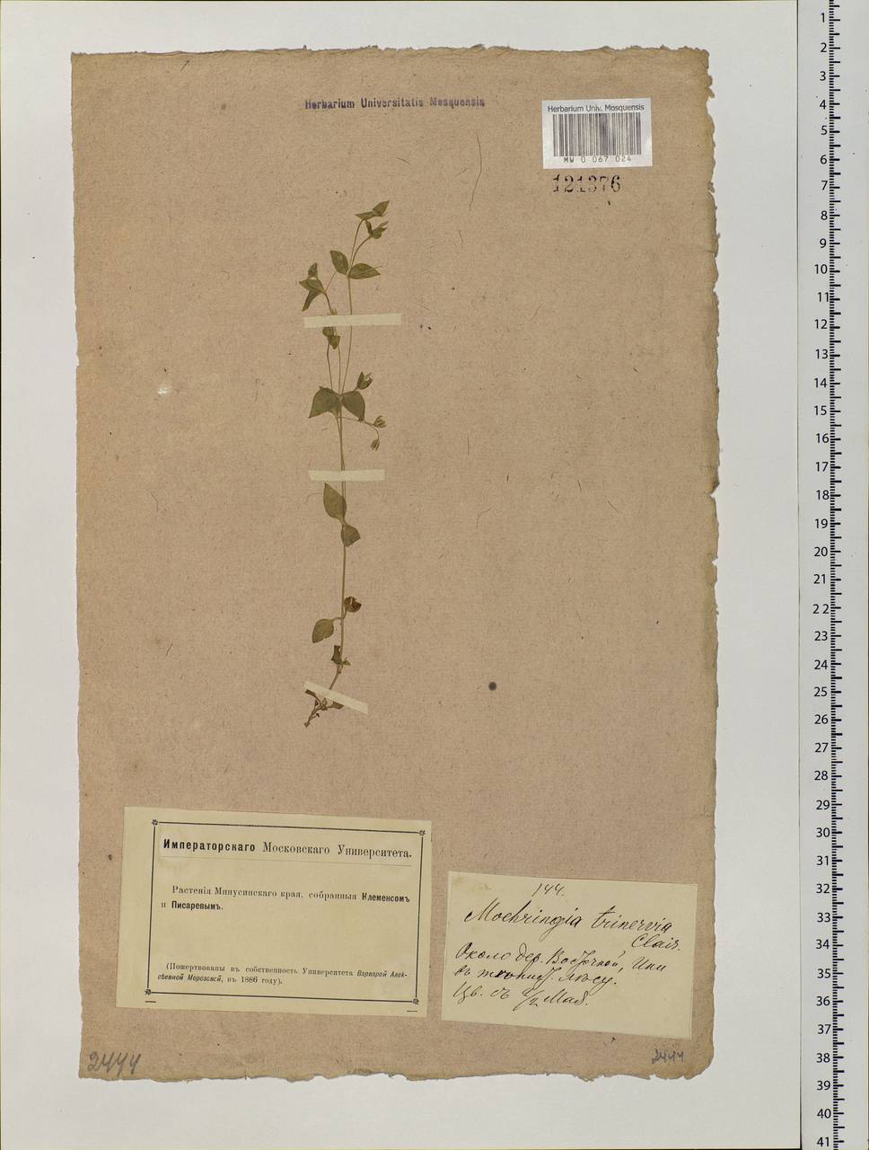 Moehringia lateriflora (L.) Fenzl, Siberia, Altai & Sayany Mountains (S2) (Russia)