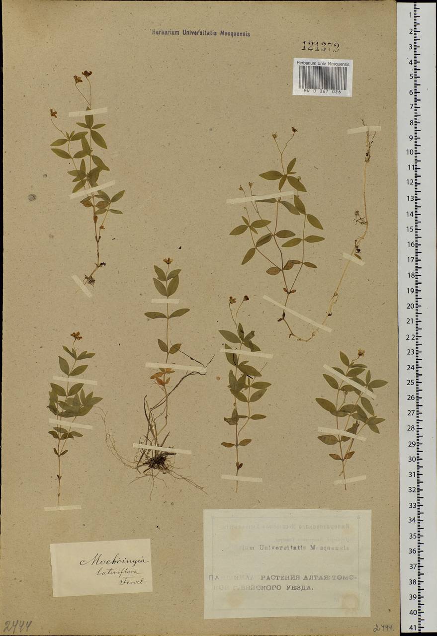 Moehringia lateriflora (L.) Fenzl, Siberia, Altai & Sayany Mountains (S2) (Russia)