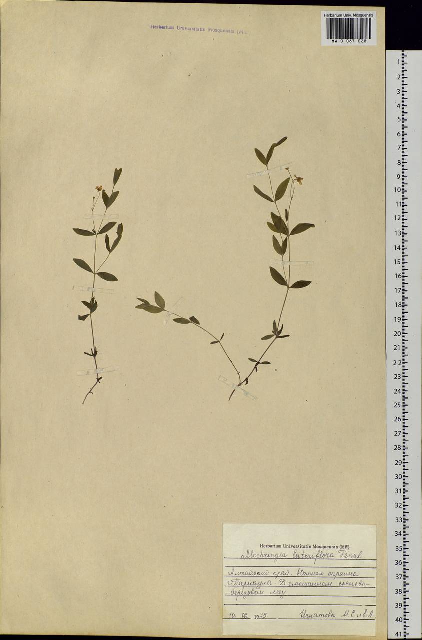 Moehringia lateriflora (L.) Fenzl, Siberia, Altai & Sayany Mountains (S2) (Russia)
