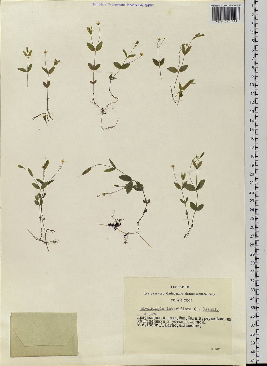Moehringia lateriflora (L.) Fenzl, Siberia, Altai & Sayany Mountains (S2) (Russia)