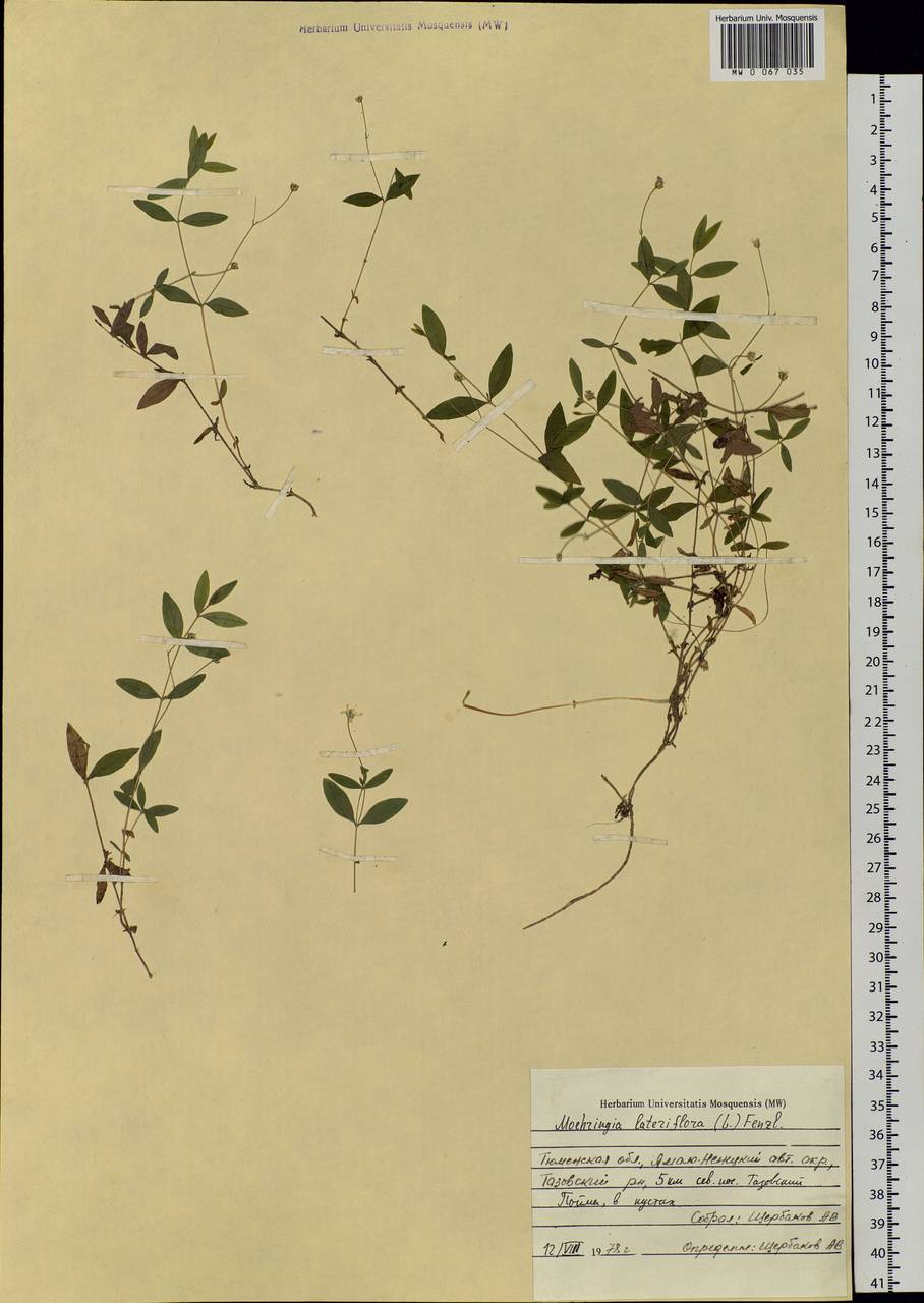 Moehringia lateriflora (L.) Fenzl, Siberia, Western Siberia (S1) (Russia)