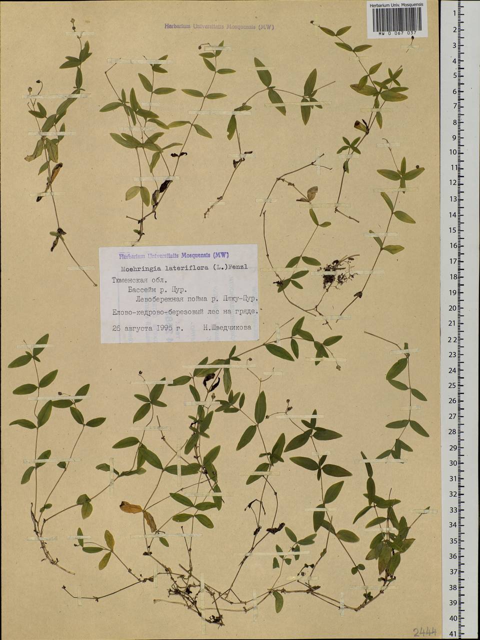 Moehringia lateriflora (L.) Fenzl, Siberia, Western Siberia (S1) (Russia)