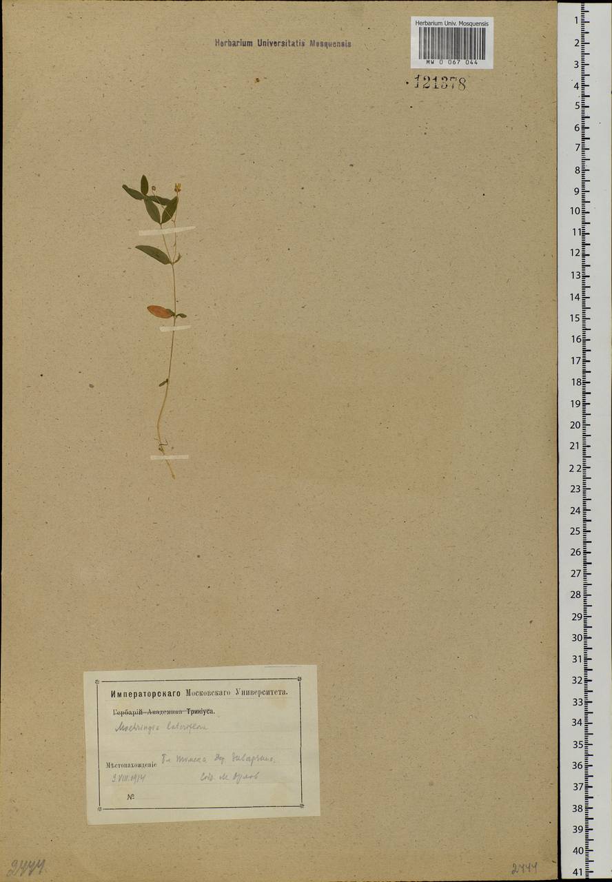 Moehringia lateriflora (L.) Fenzl, Siberia, Western Siberia (S1) (Russia)