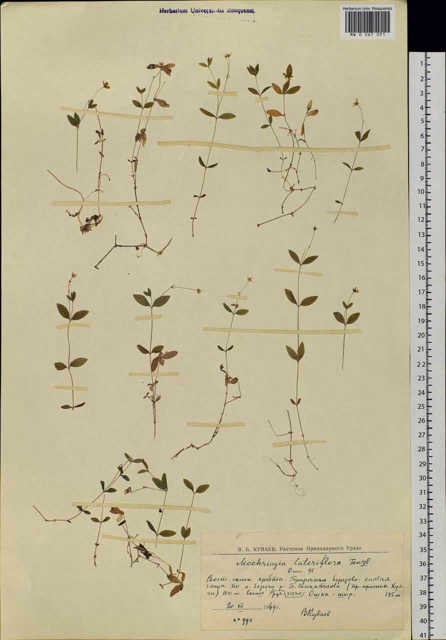 Moehringia lateriflora (L.) Fenzl, Siberia, Western Siberia (S1) (Russia)