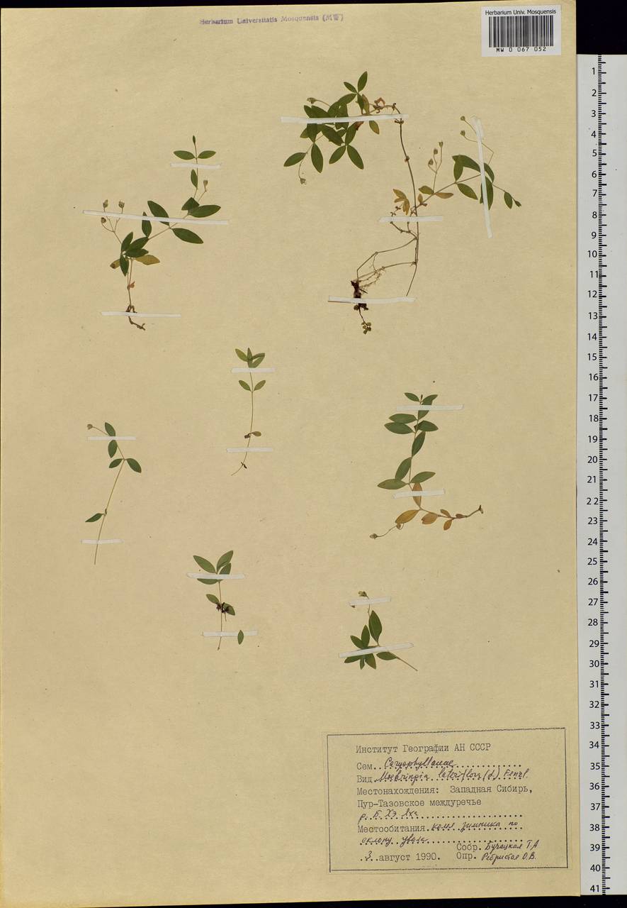 Moehringia lateriflora (L.) Fenzl, Siberia, Western Siberia (S1) (Russia)