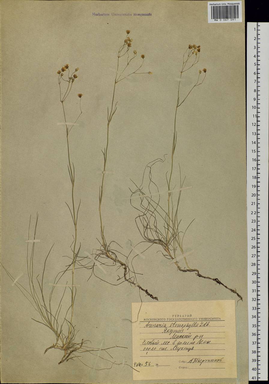 Eremogone saxatilis (L.) lkonn., Siberia, Yakutia (S5) (Russia)