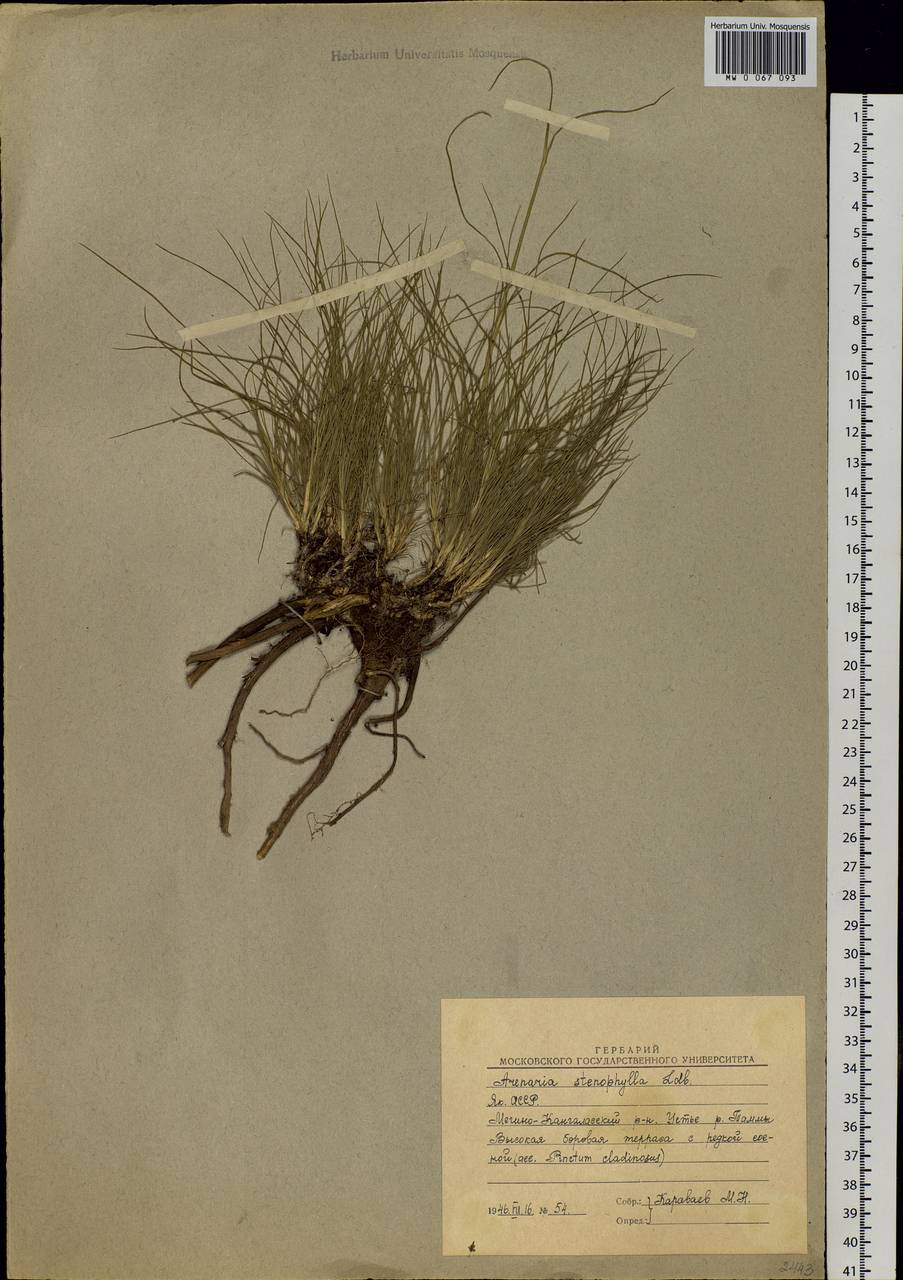 Eremogone saxatilis (L.) lkonn., Siberia, Yakutia (S5) (Russia)