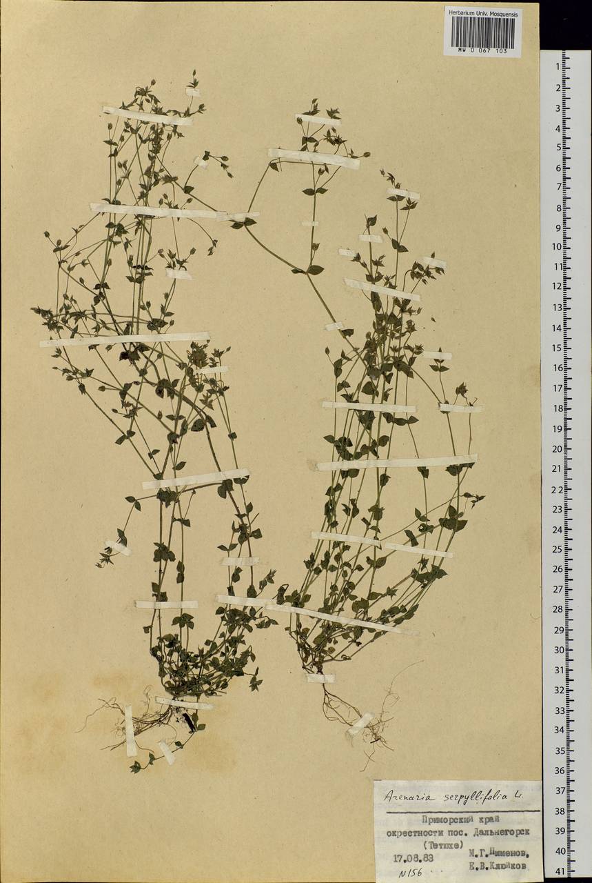 Arenaria serpyllifolia, Siberia, Russian Far East (S6) (Russia)