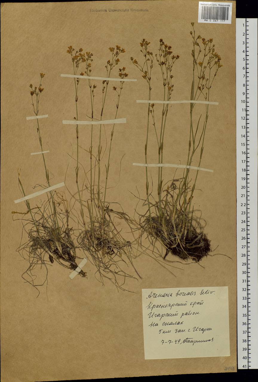 Eremogone saxatilis (L.) lkonn., Siberia, Central Siberia (S3) (Russia)