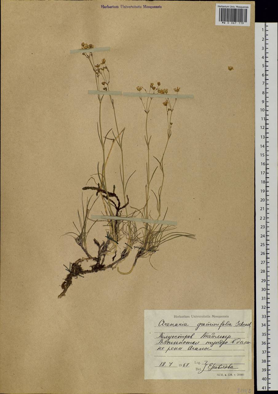 Eremogone saxatilis (L.) lkonn., Siberia, Central Siberia (S3) (Russia)