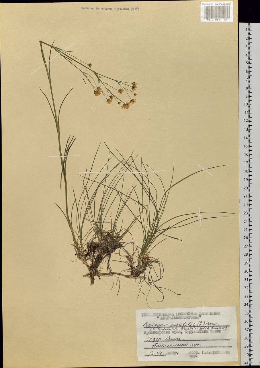 Eremogone saxatilis (L.) lkonn., Siberia, Central Siberia (S3) (Russia)