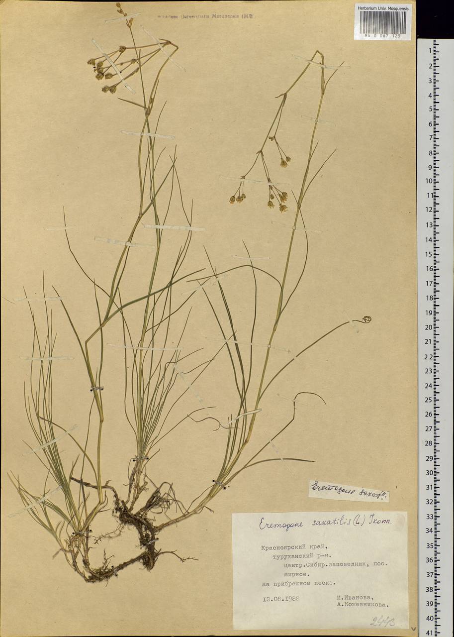 Eremogone saxatilis (L.) lkonn., Siberia, Central Siberia (S3) (Russia)