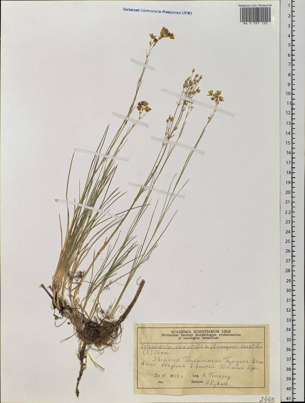 Eremogone saxatilis (L.) lkonn., Siberia, Central Siberia (S3) (Russia)