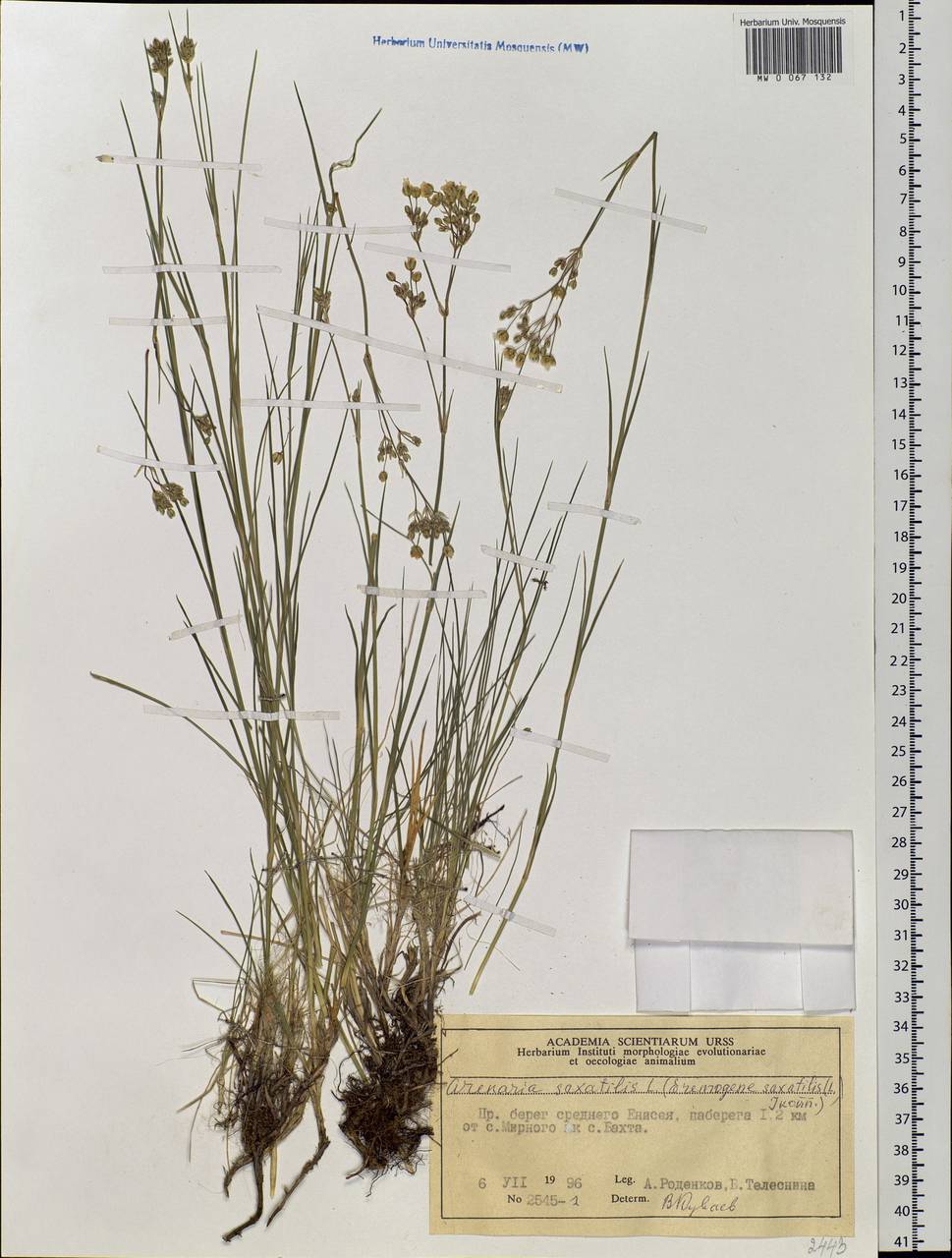 Eremogone saxatilis (L.) lkonn., Siberia, Central Siberia (S3) (Russia)