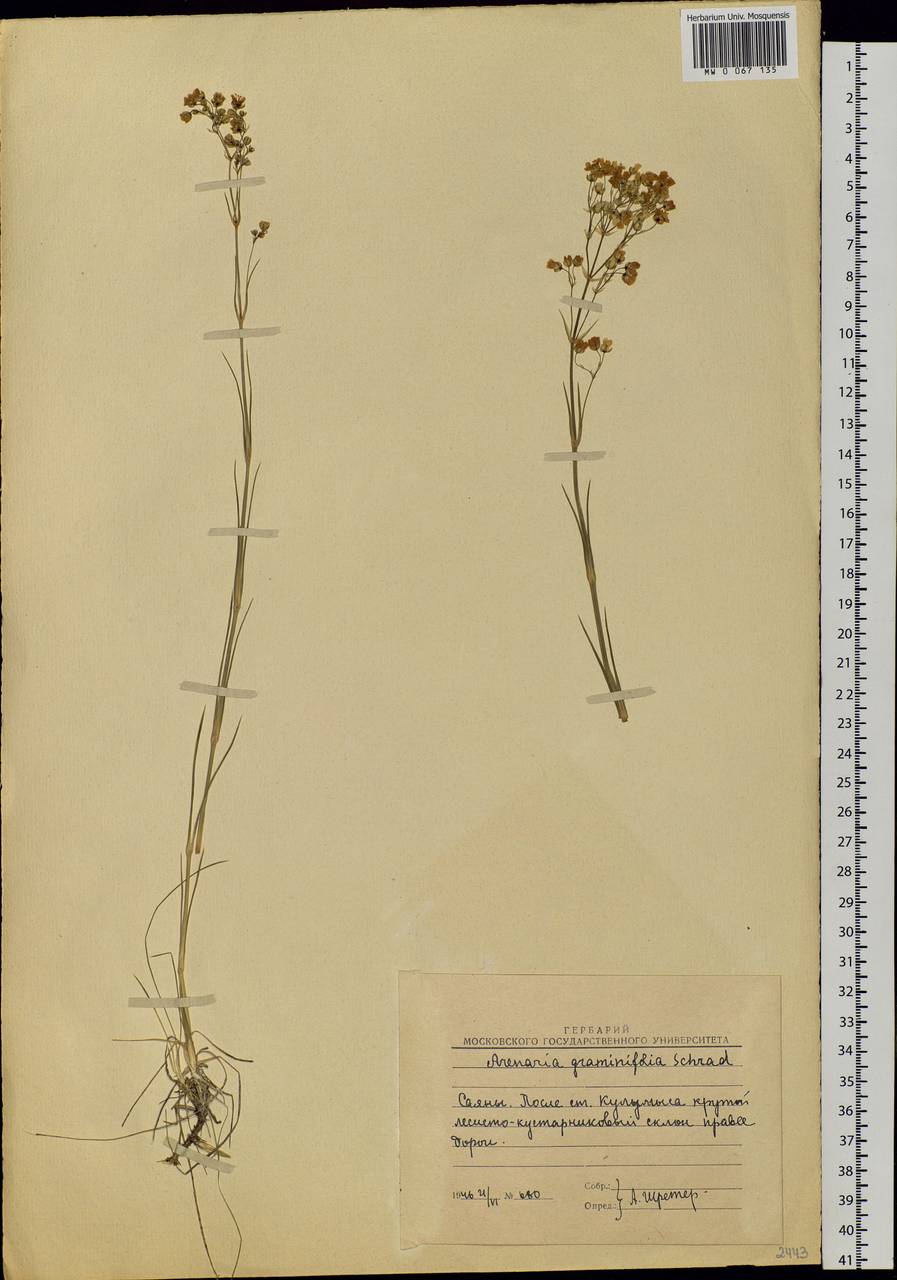 Eremogone saxatilis (L.) lkonn., Siberia, Altai & Sayany Mountains (S2) (Russia)