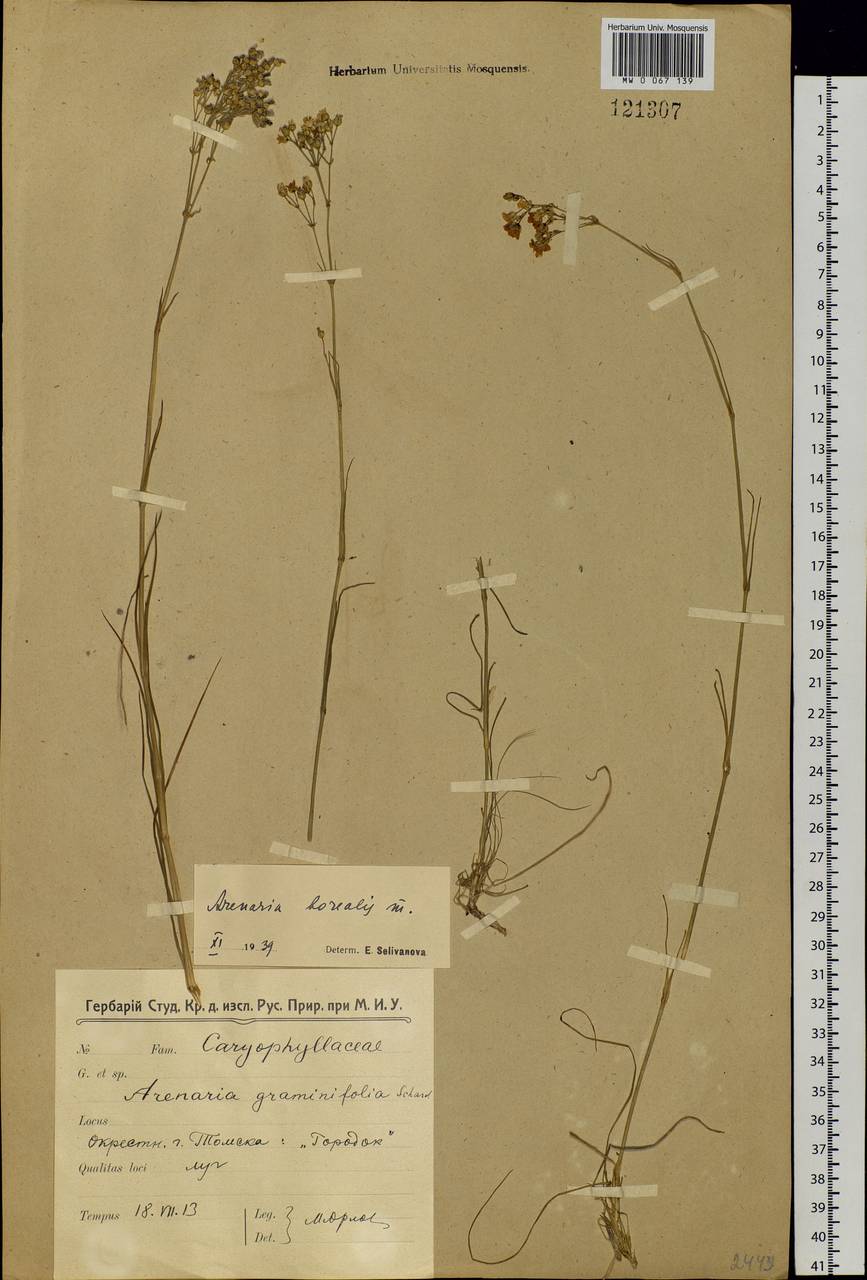 Eremogone saxatilis (L.) Ikonn., Siberia, Western Siberia (S1) (Russia)