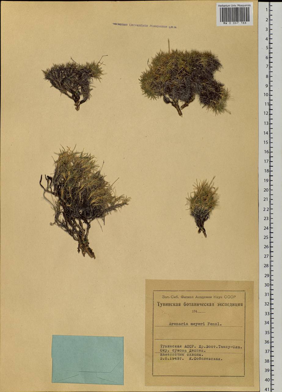 Eremogone meyeri (Fenzl) Ikonn., Siberia, Altai & Sayany Mountains (S2) (Russia)