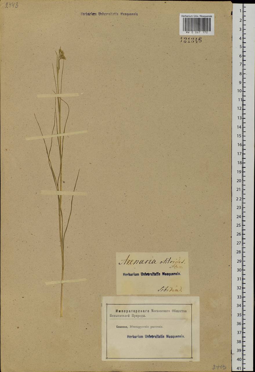 Eremogone longifolia (M. Bieb.) Fenzl, Siberia, Western Siberia (S1) (Russia)