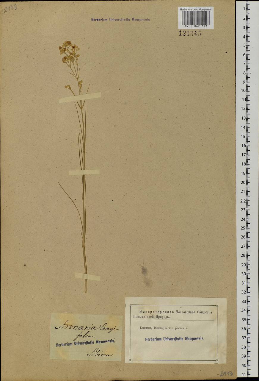 Eremogone longifolia (M. Bieb.) Fenzl, Siberia, Western Siberia (S1) (Russia)