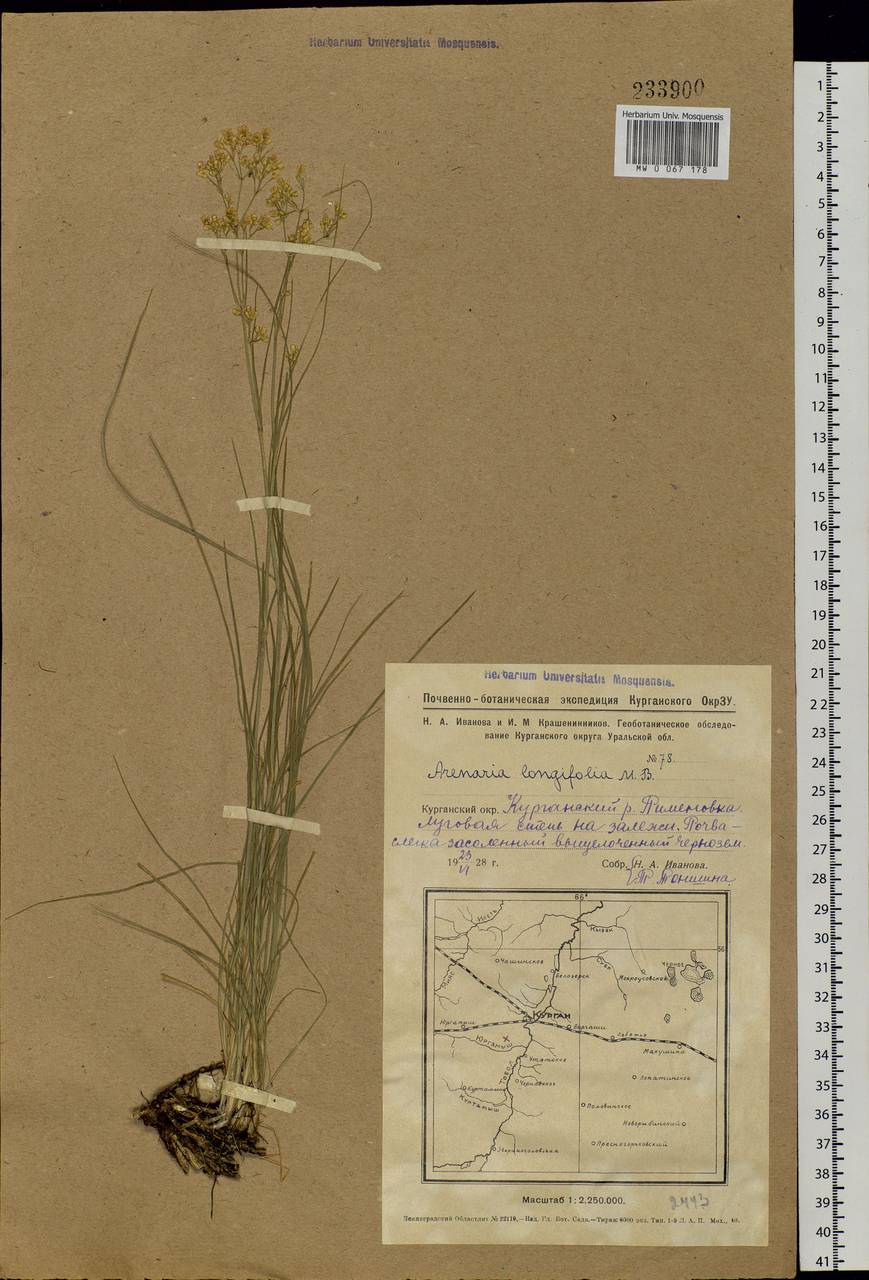 Eremogone longifolia (Bieb.) Fenzl, Siberia, Western Siberia (S1) (Russia)