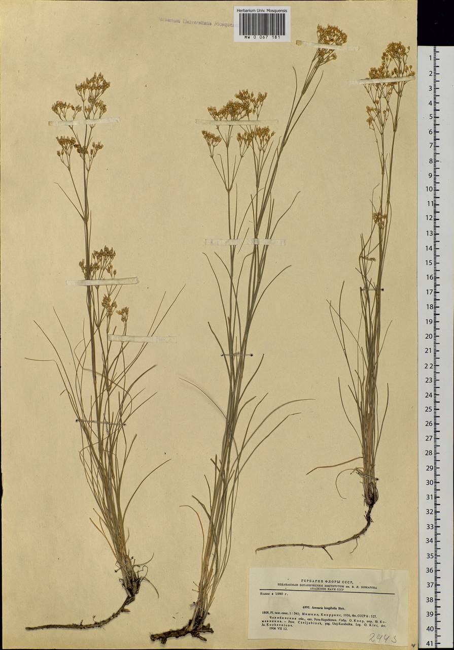 Eremogone longifolia (M. Bieb.) Fenzl, Eastern Europe, Eastern region (E10) (Russia)