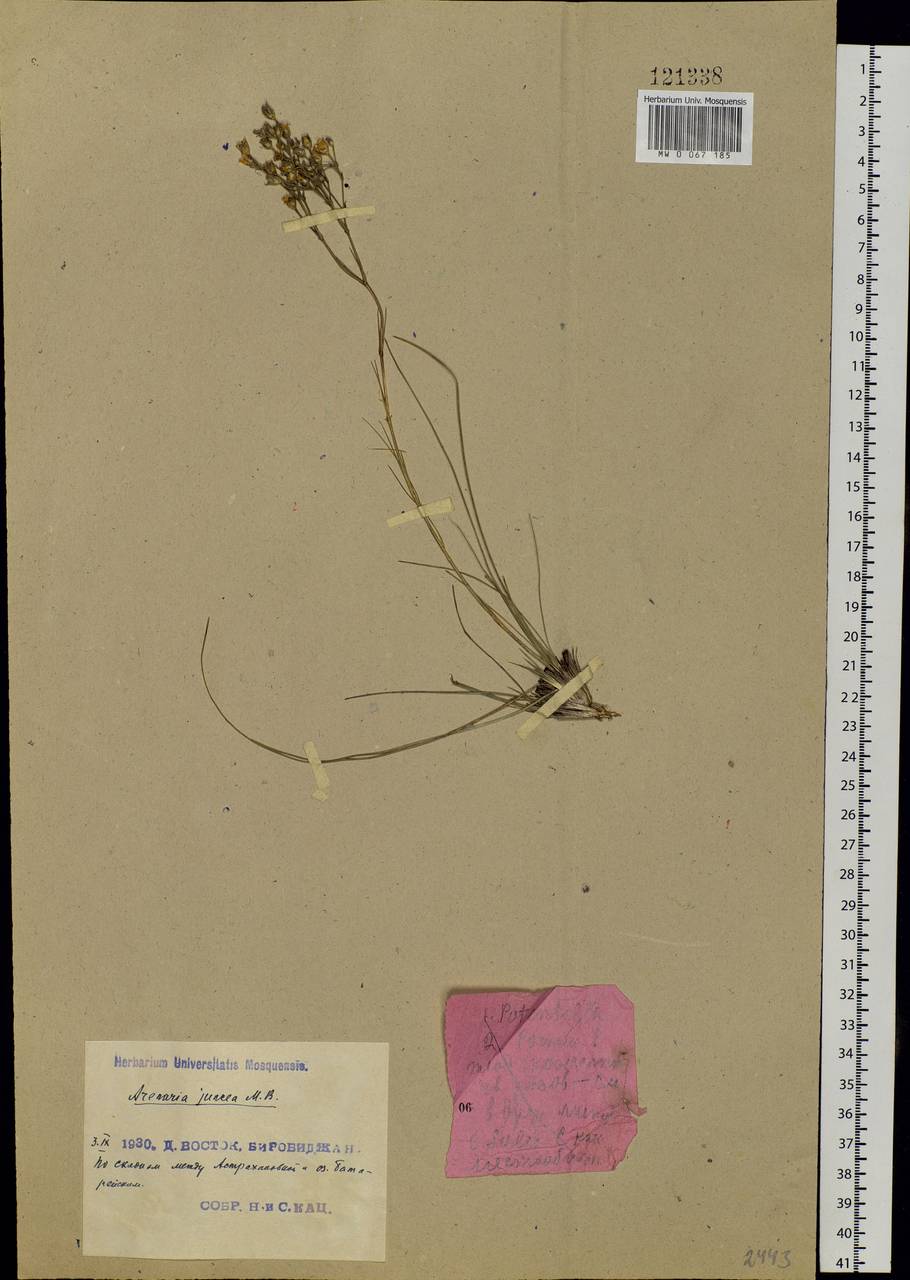 Eremogone juncea (M. Bieb.) Fenzl, Siberia, Russian Far East (S6) (Russia)