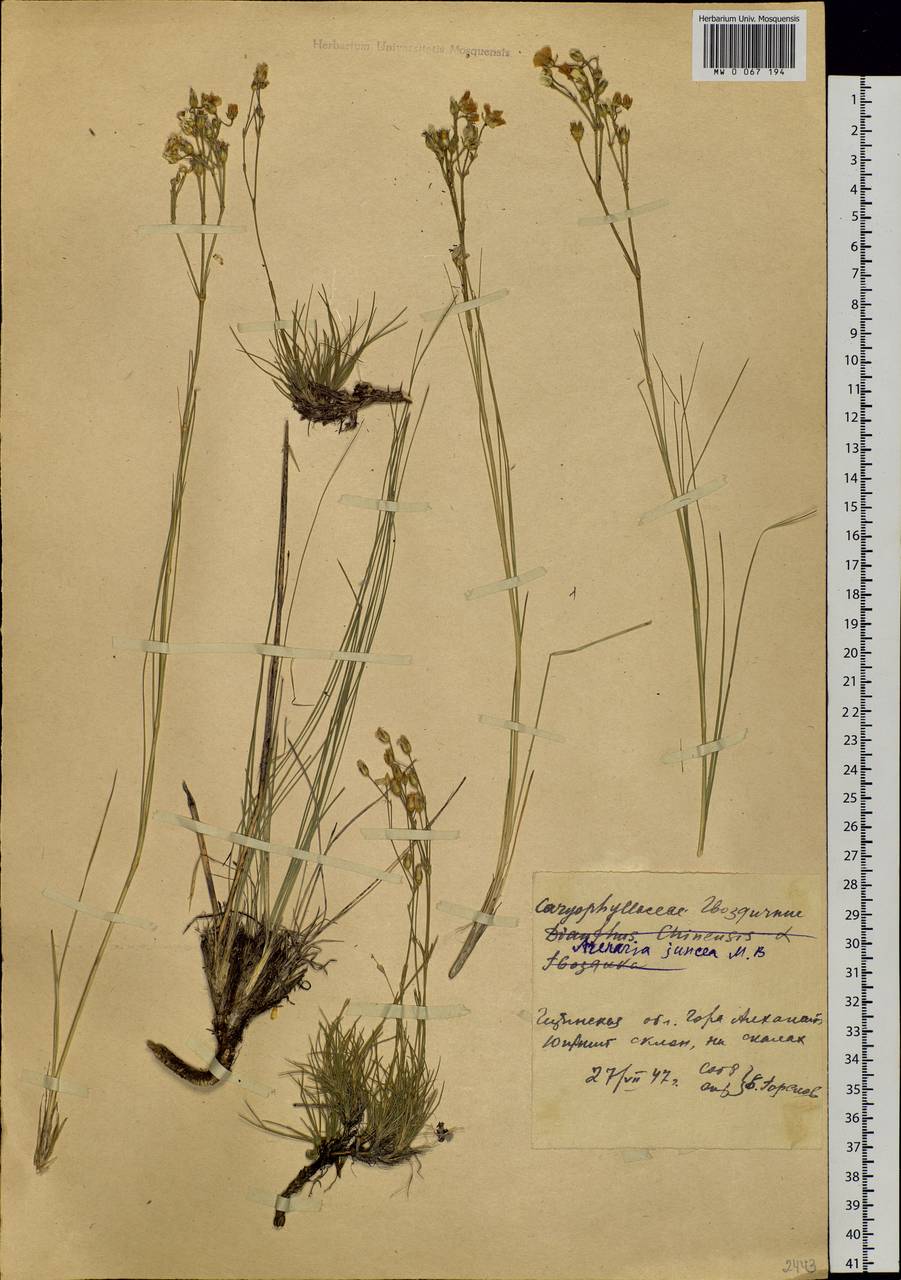 Eremogone juncea (Bieb.) Fenzl, Siberia, Baikal & Transbaikal region (S4) (Russia)